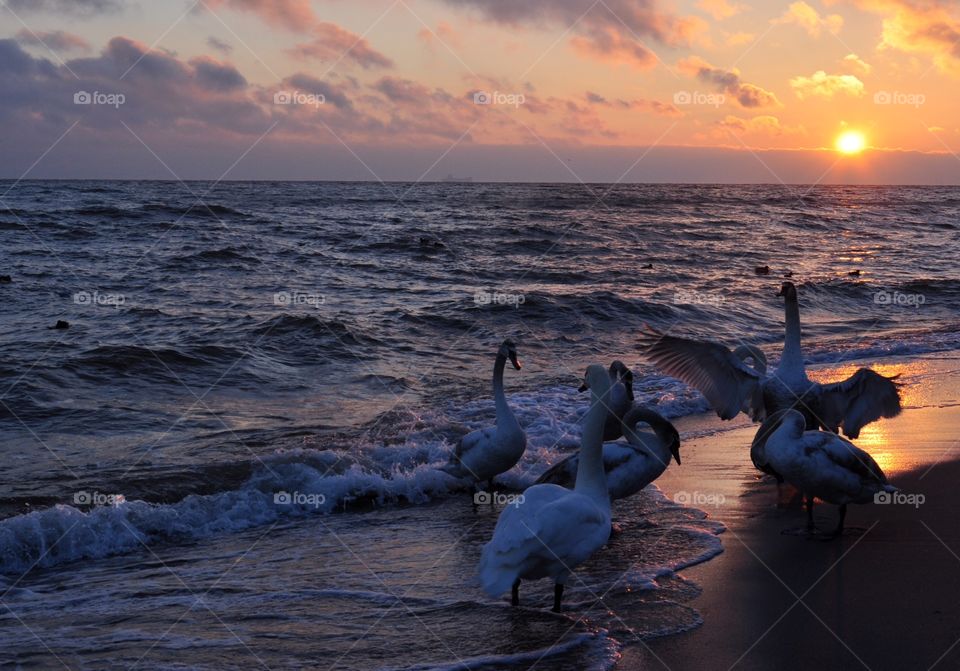 Water, Sunset, No Person, Ocean, Dawn