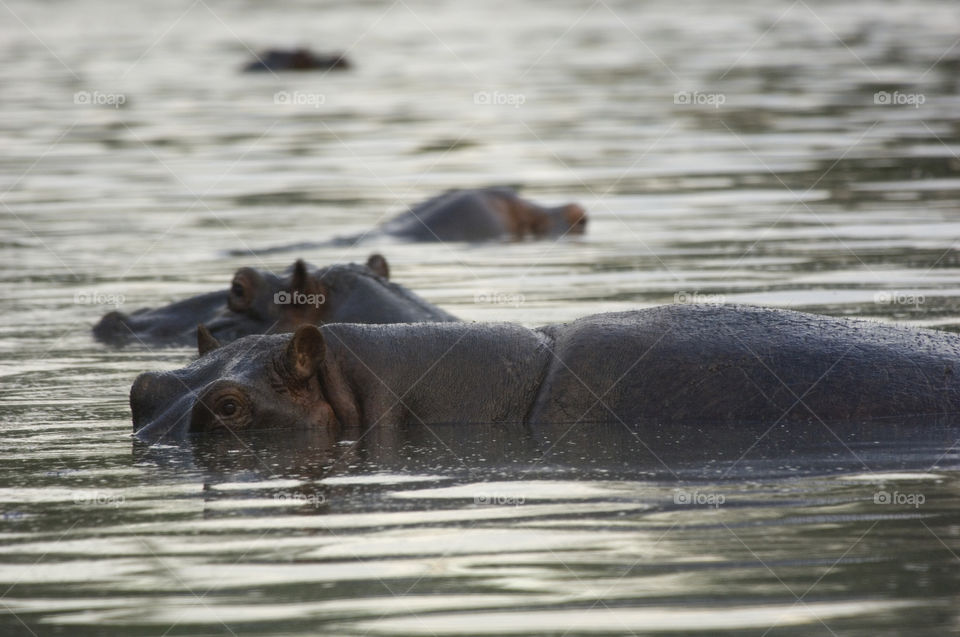 Hippos swimming in a river in Serengetti national park in Tanzania in Africa.