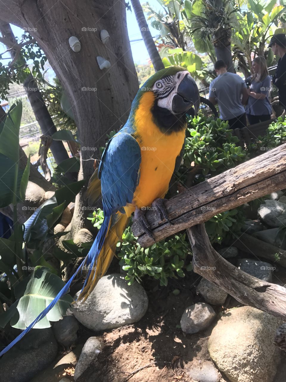 Blue and gold macaw