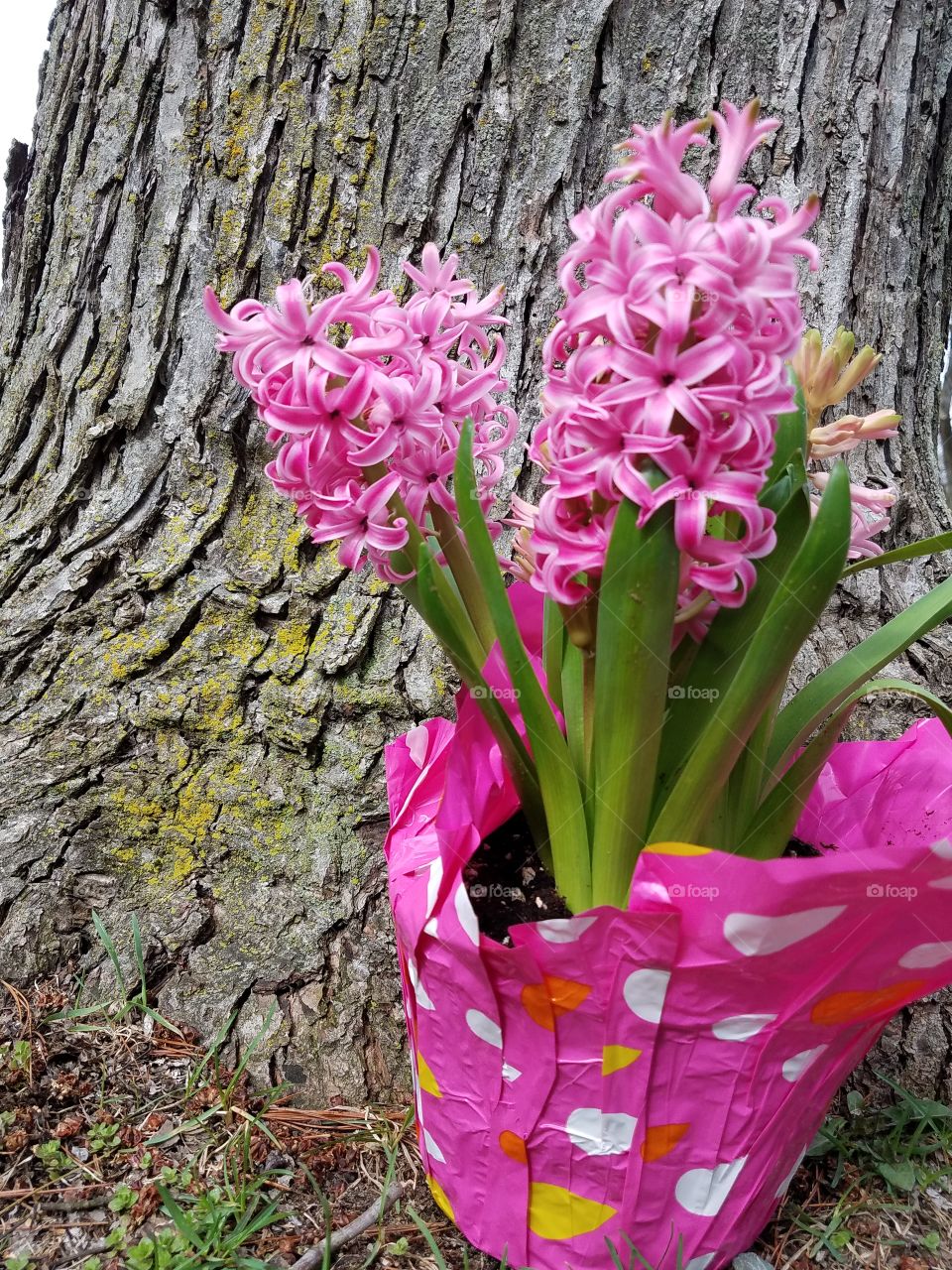 pink hyacinth