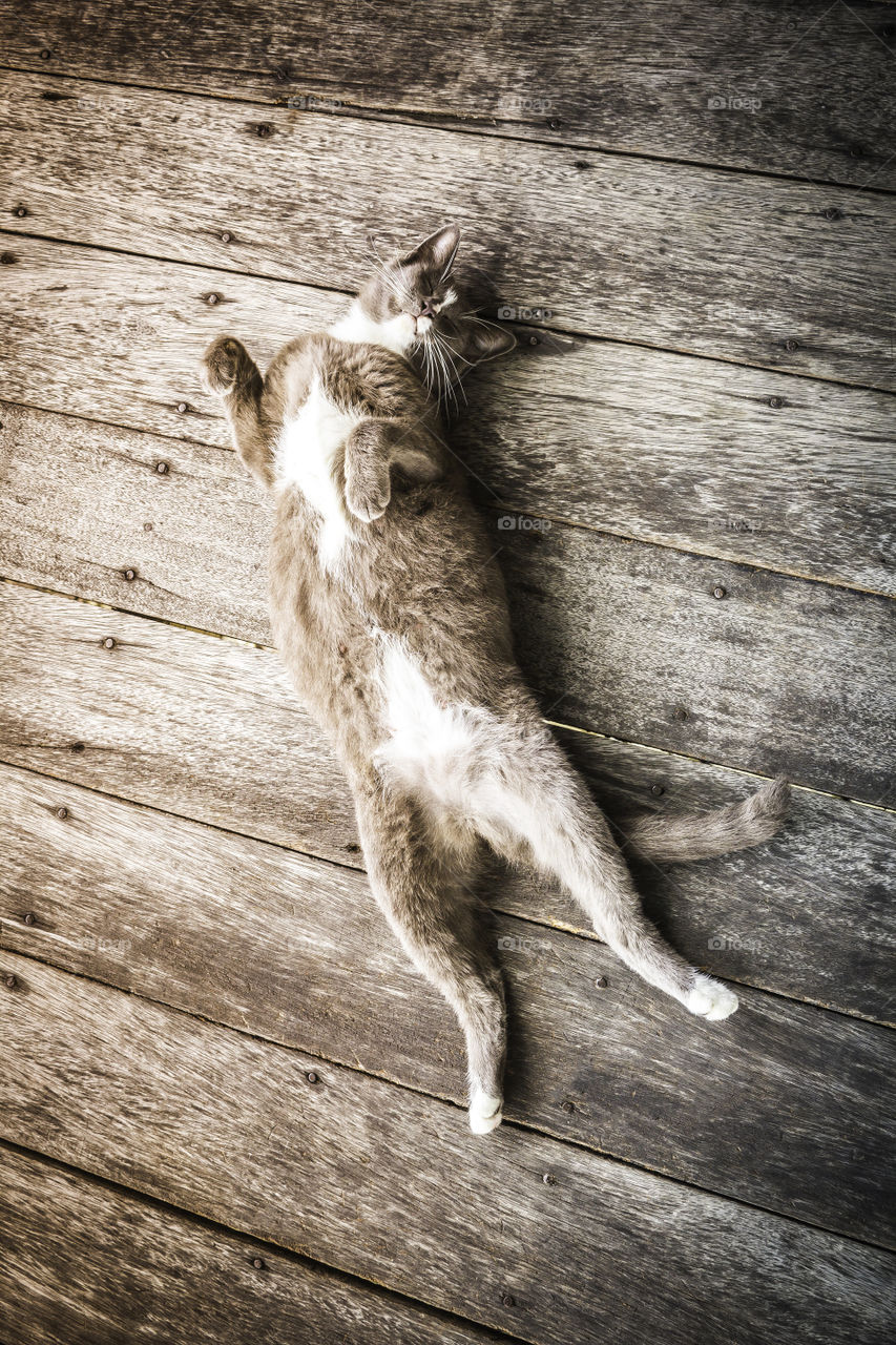 Sleeping kitten cat on old wooden background