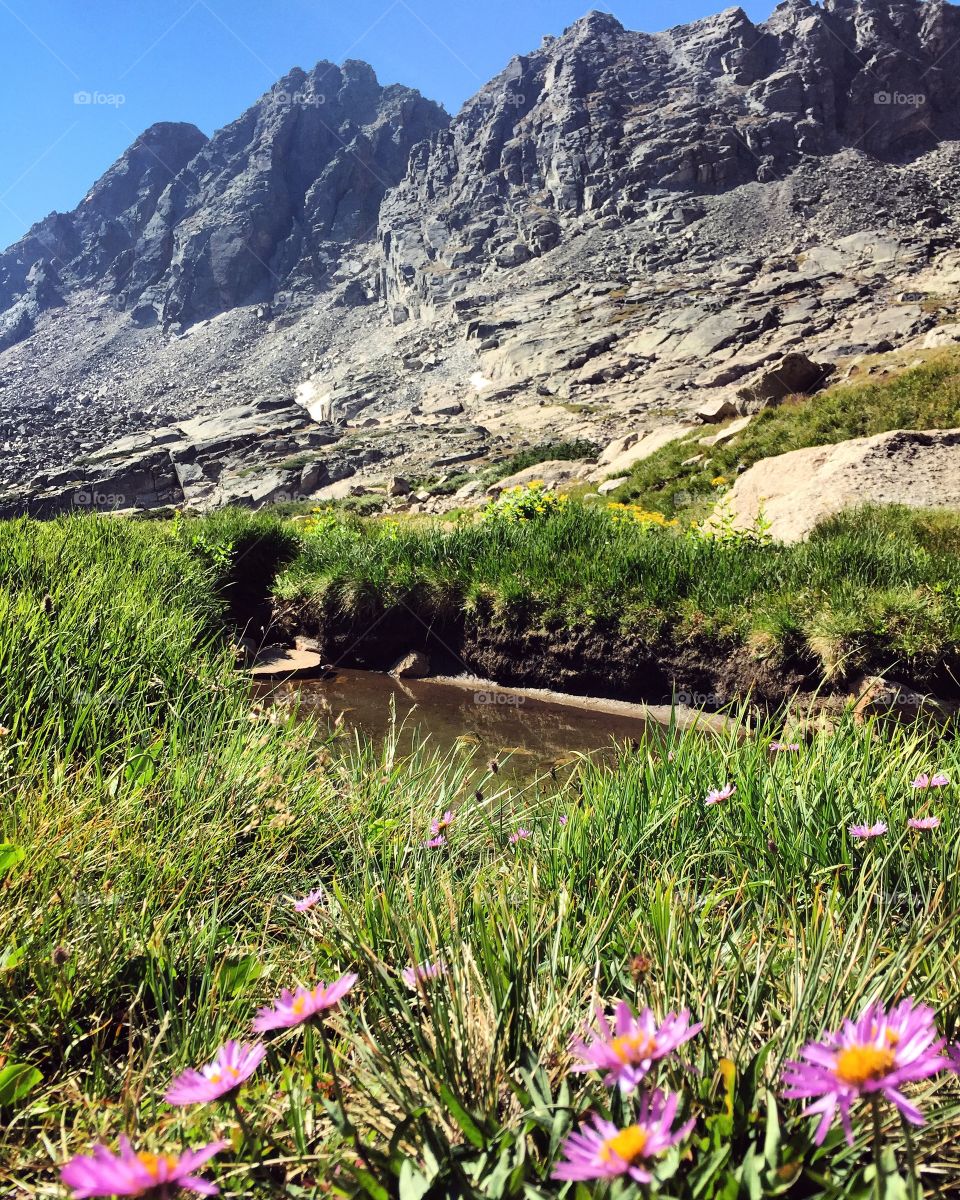 Wildlife along the summit