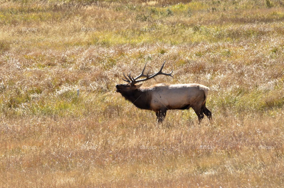 Bugling Elk