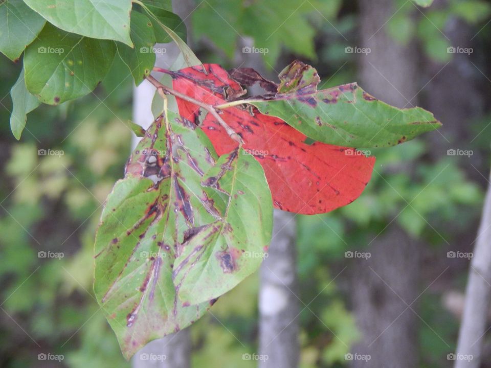 Nature’s Scenery, Leaves Changing 