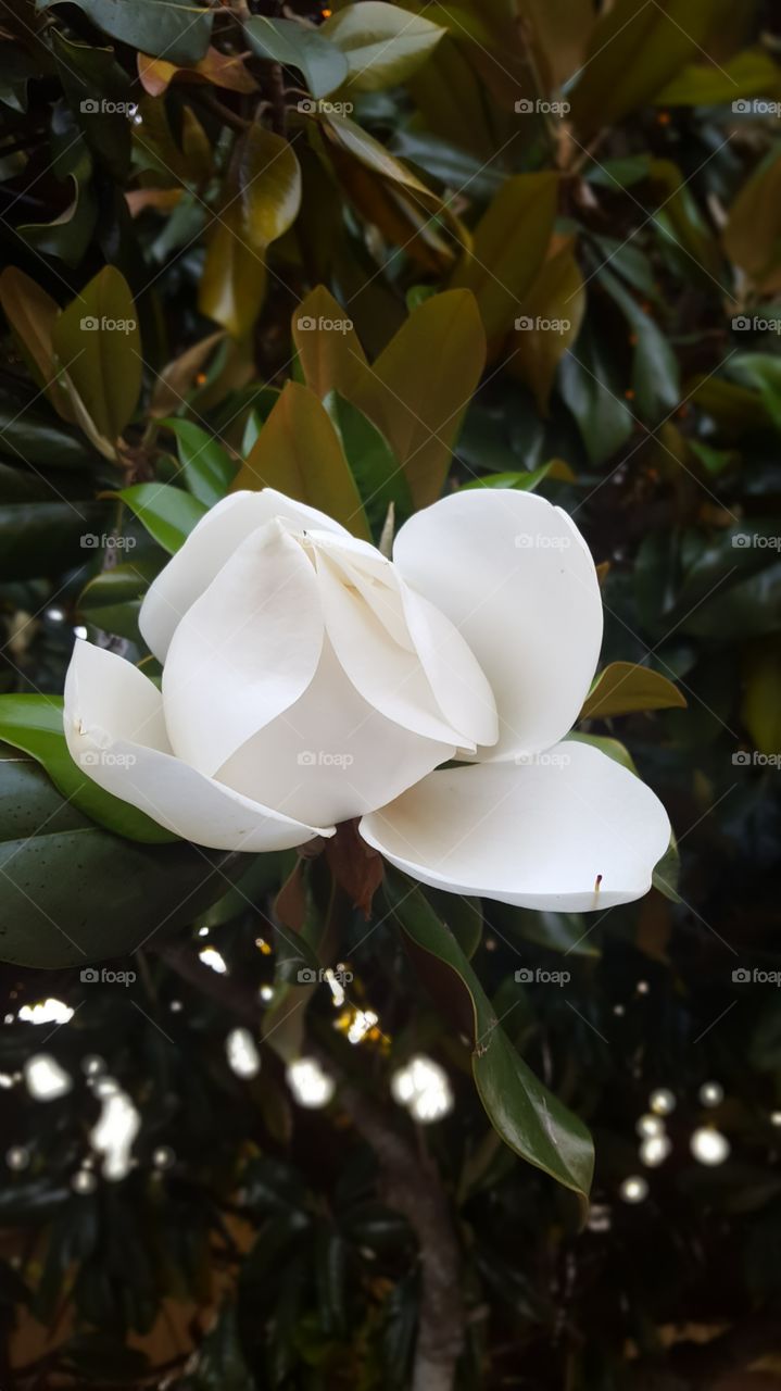 Magnolia bloom