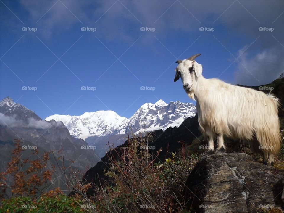 Mt. makalu 8,481. Makalu Barun national park Nepal #Himalayan  #mountain #sheep #nepal #trekking #adventure #nature #wallpaper 