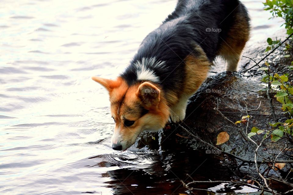 Dog at the lake