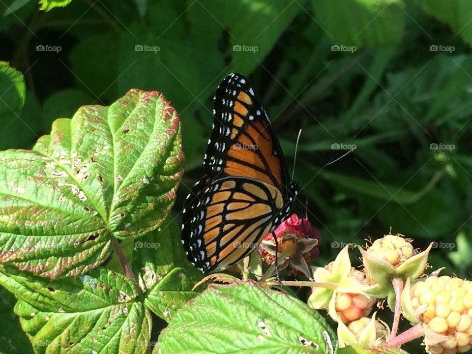 A monarch posing on a leaf, Canada