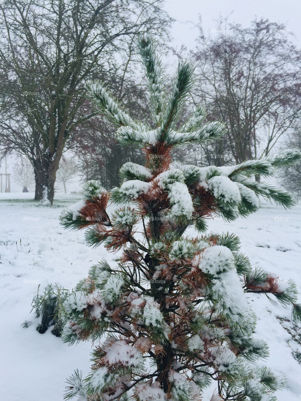 Winter christmas tree