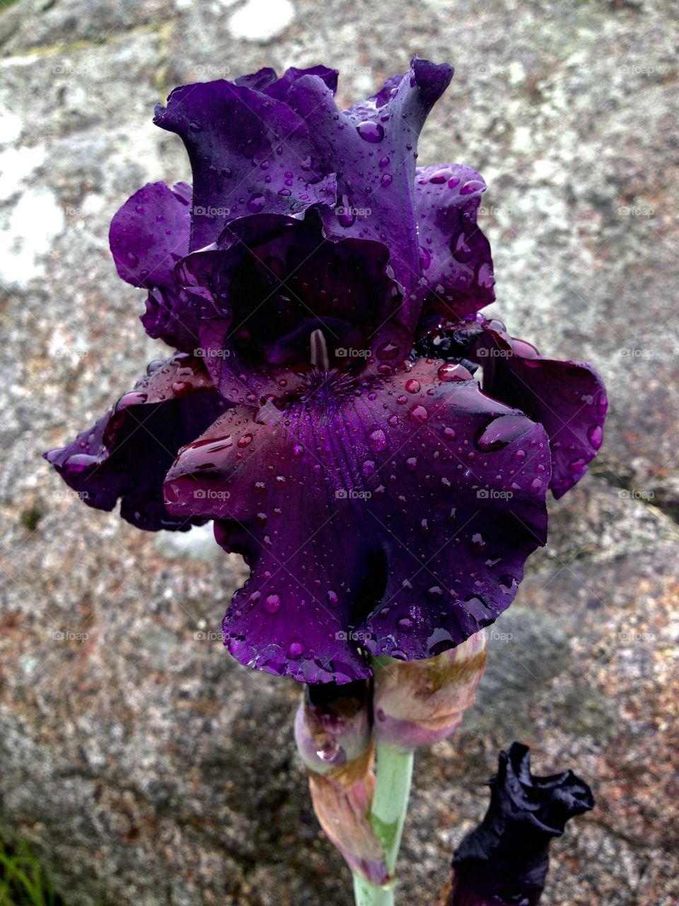 Close-up of blooming  purple flower with water drop