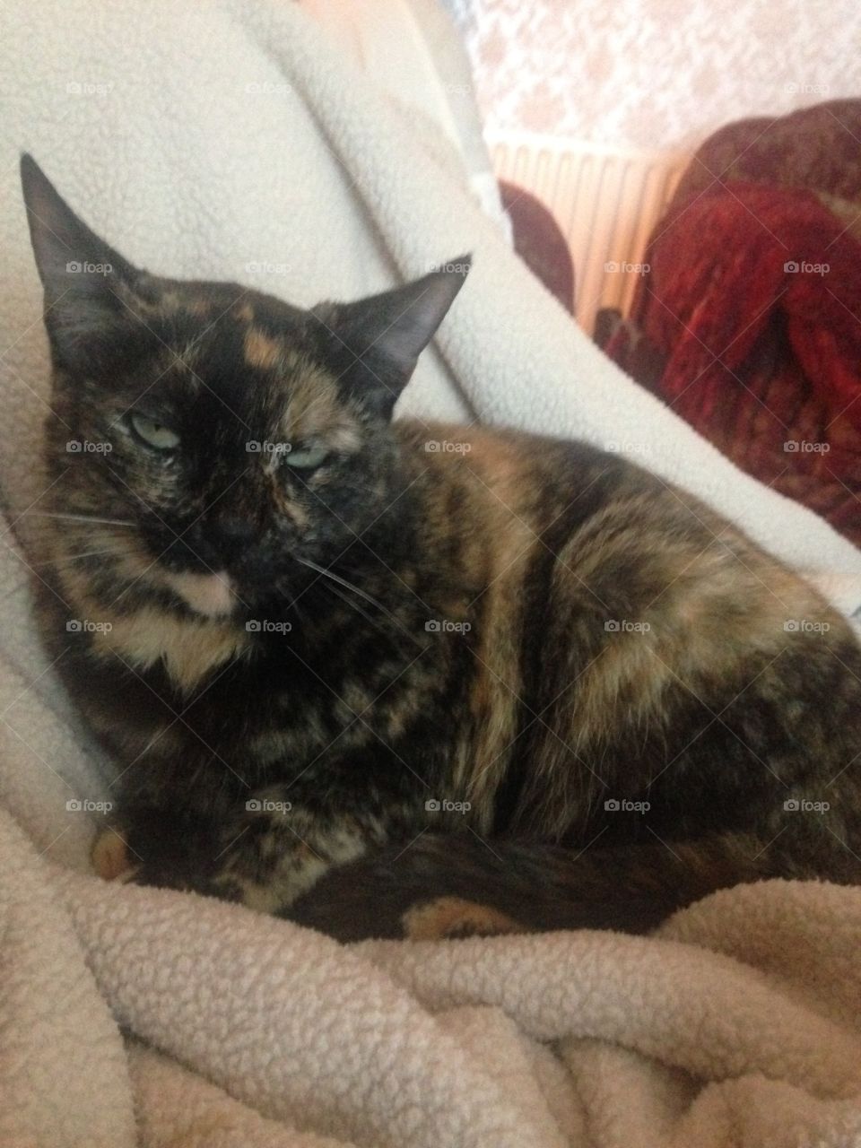 Caitlain, our tortoiseshell, curled up against my pillow. Looks a bit annoyed the flash woke her.
