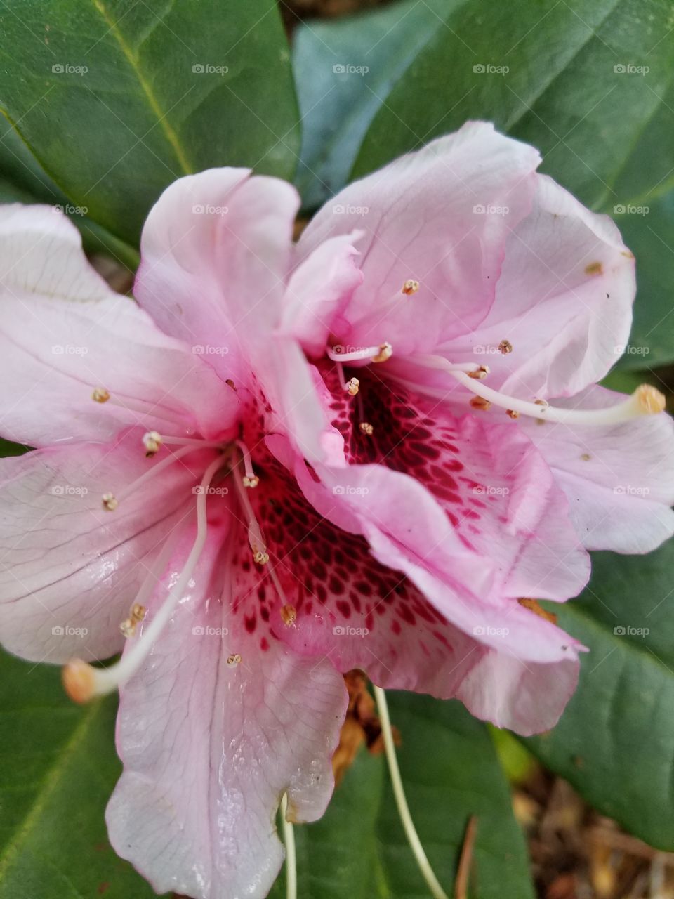 confused rhododendron