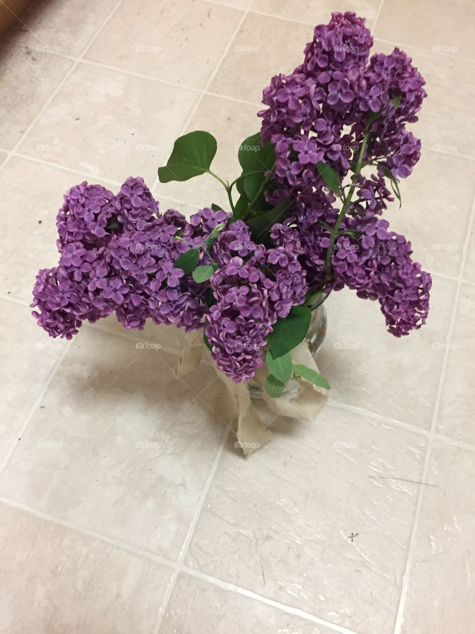 Butterfly Shaped Lilac Flowers. @chelseamerkleyphotos Copyright © CM Photography May 2019.