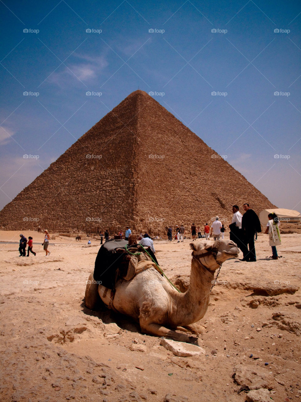 mammals desert animals egypt by danielmorman