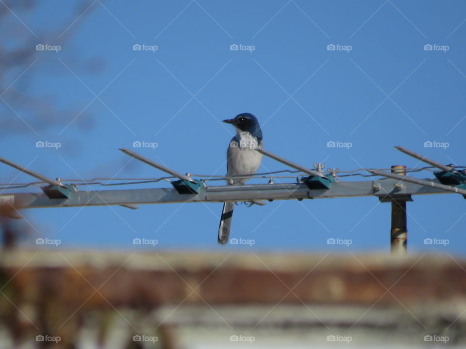 Scrub Jay 