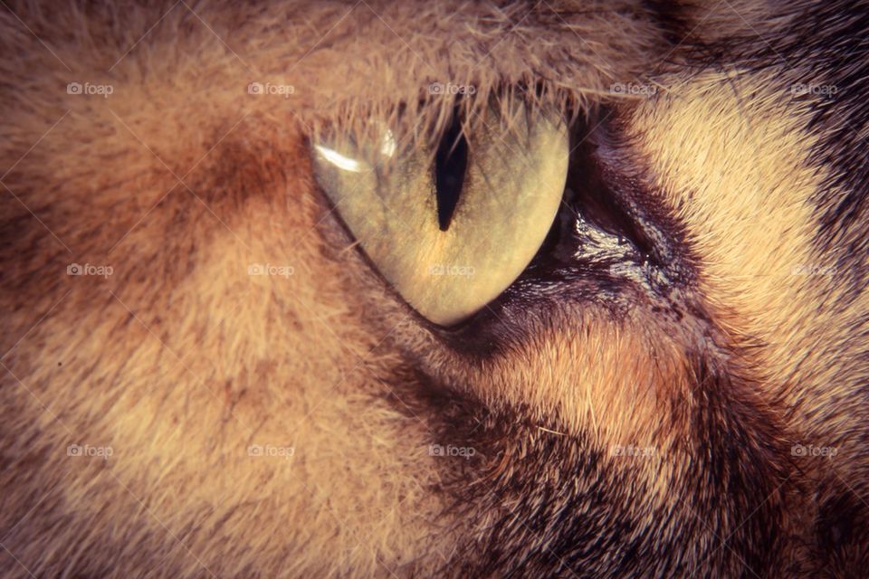 Macro of cat's eye