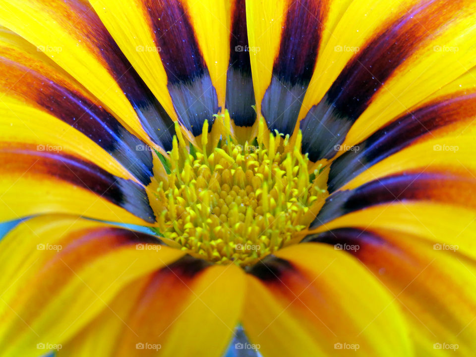 Pistils and stamens on a striped daisy. Great for butterflies and honeybees!