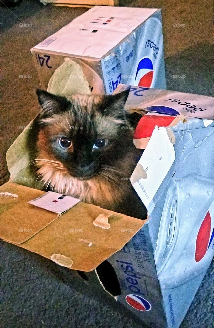 Bella posing in her favorite toy...a box