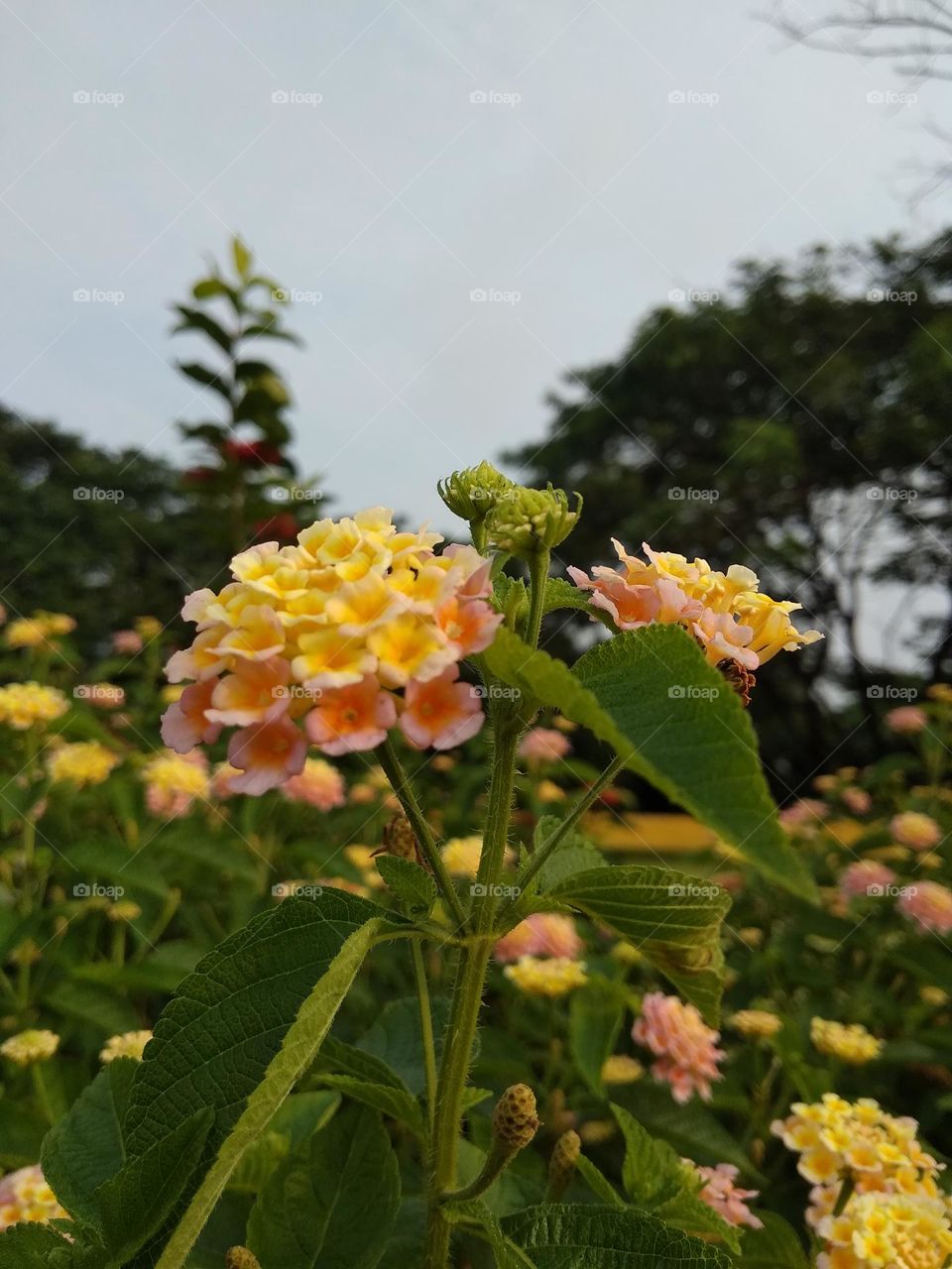 green leaf and flowers