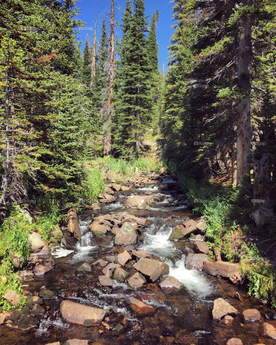 Flower mountain stream
