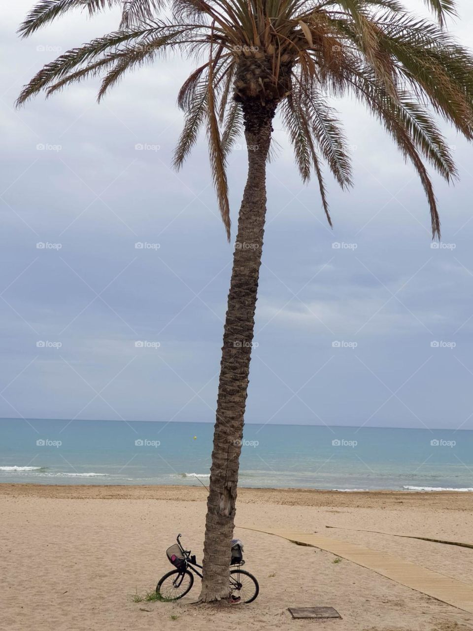 Beach#sea#view#palm#bycicle