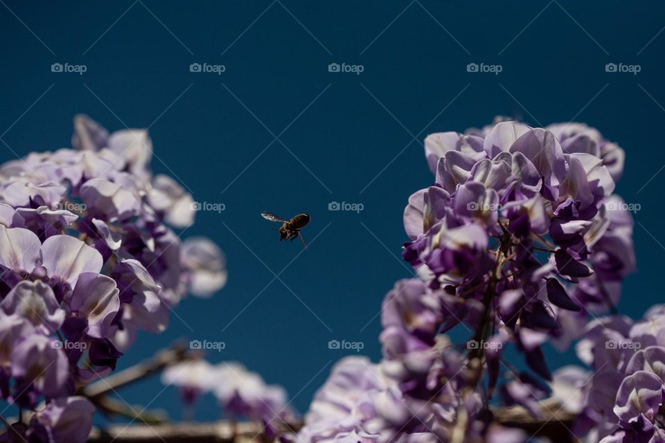 Bee flying from flower to flower 