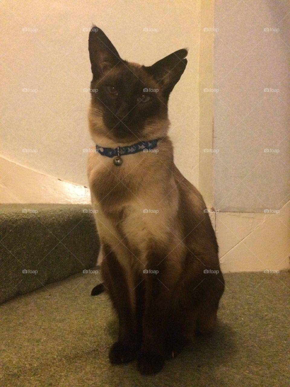 Siamese seal point cat wearing collar and bell sitting on landing 