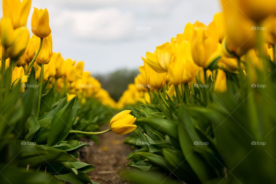 A beautiful yellow tulip leaned into the aisle. A large field of yellow tulips in Holland