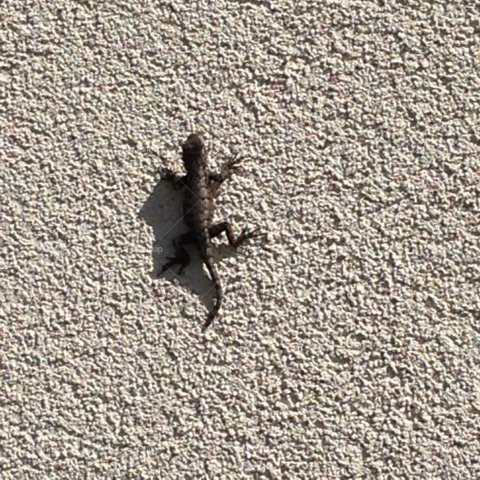 Lizard on a Wall