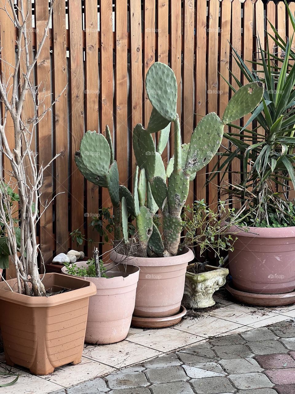 palm trees and potted prickly pear cactus cafe entrance decoration