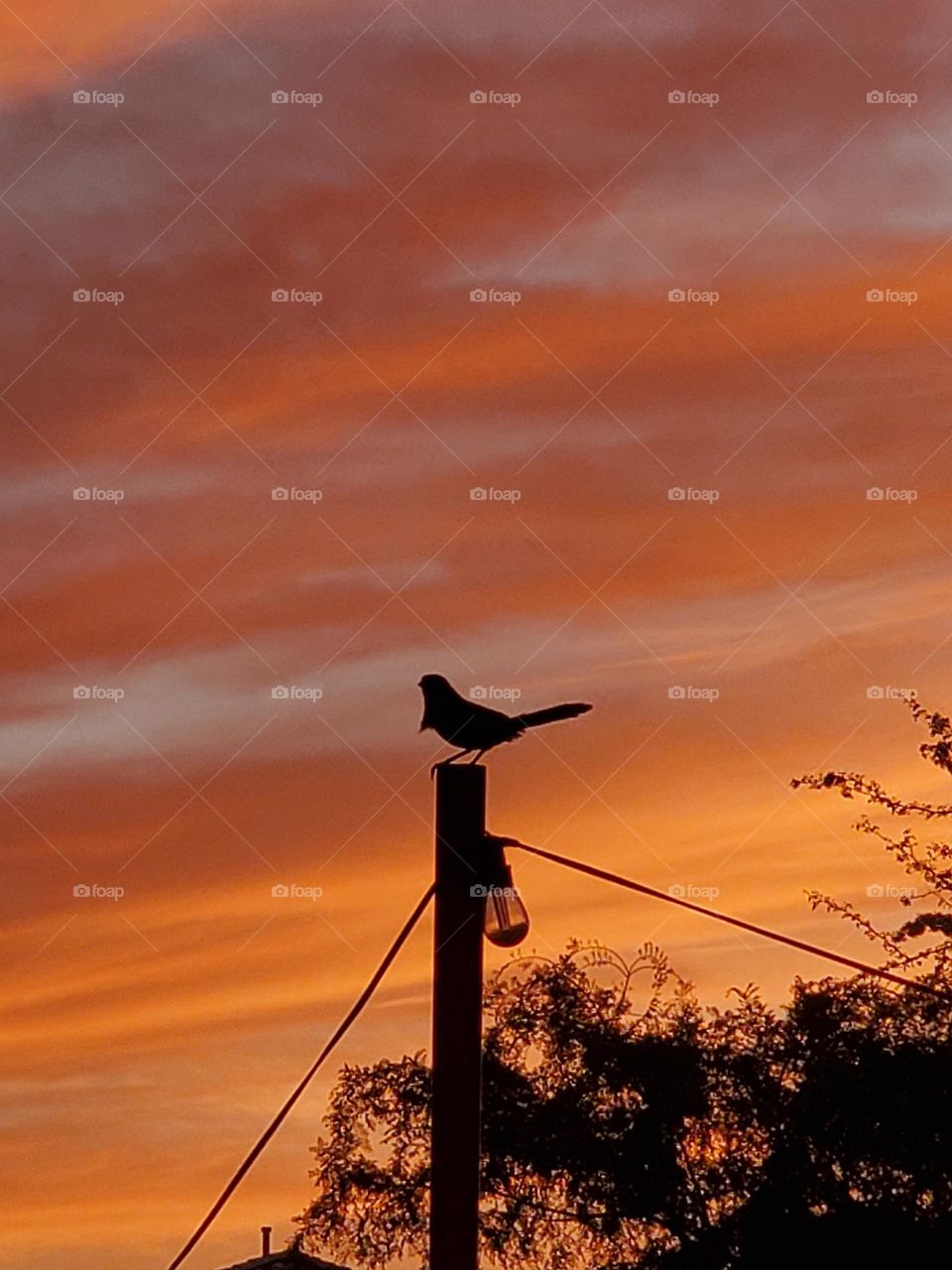 A bird is silhouetted against a beautiful sunset as it sits atop a pole