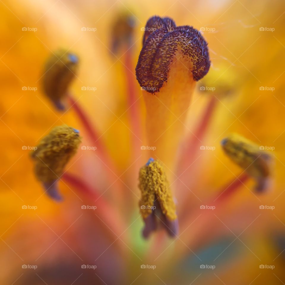 Flower, No Person, Blur, Nature, Pollen