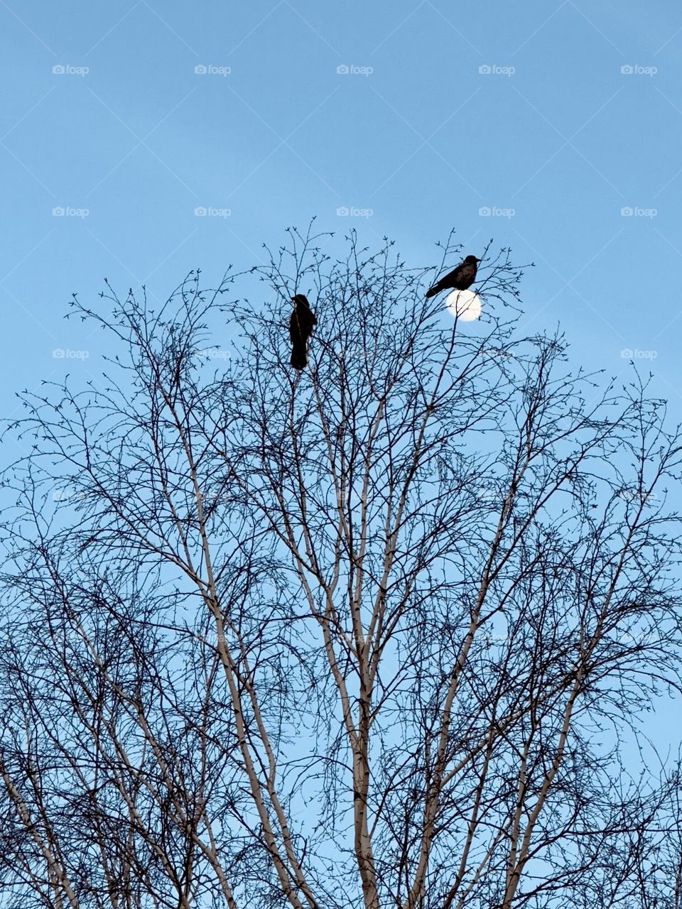 crows sit on a birch