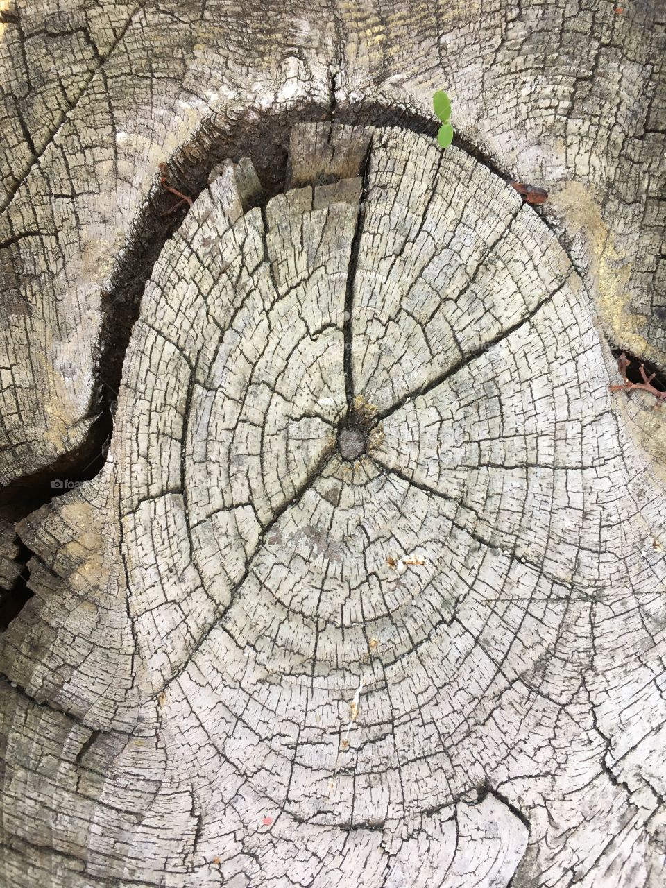 Some age rings in an old dead tree stump. New life growing from between the cracks.