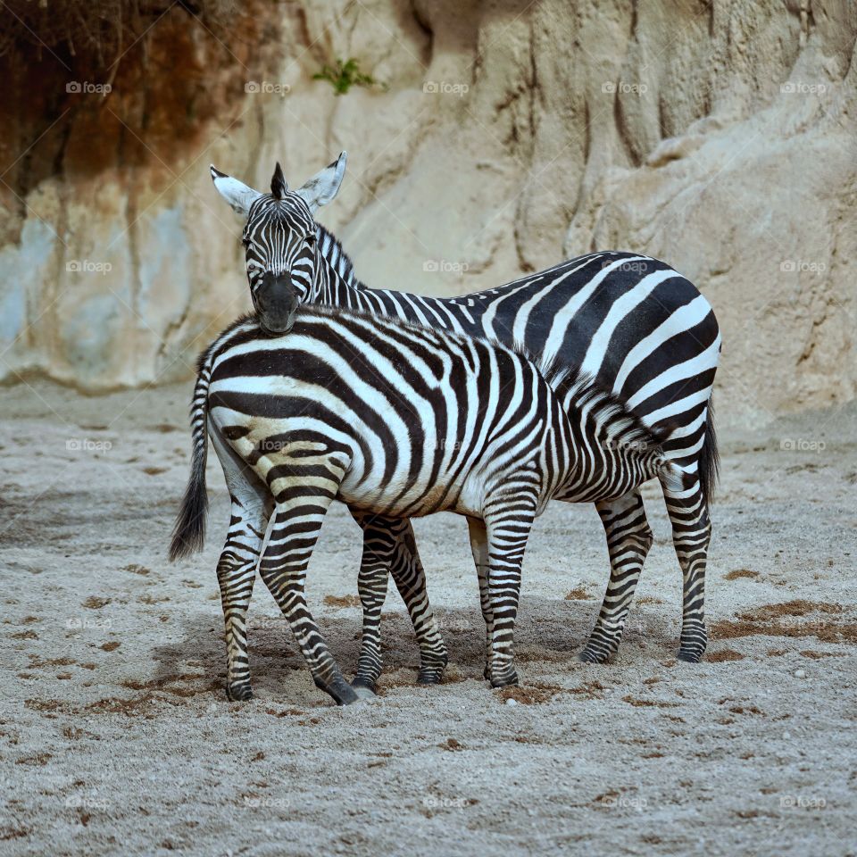 Zebra 