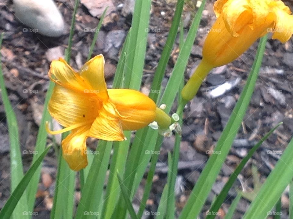 Orange daffodils.