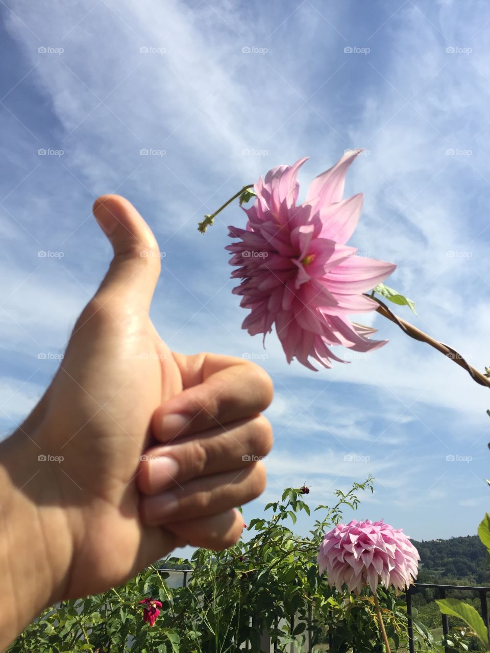 thumb up for a beautiful flower under a light blue sky