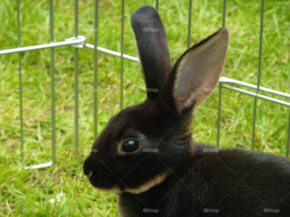 My gorgeous rabbit with ears pricked