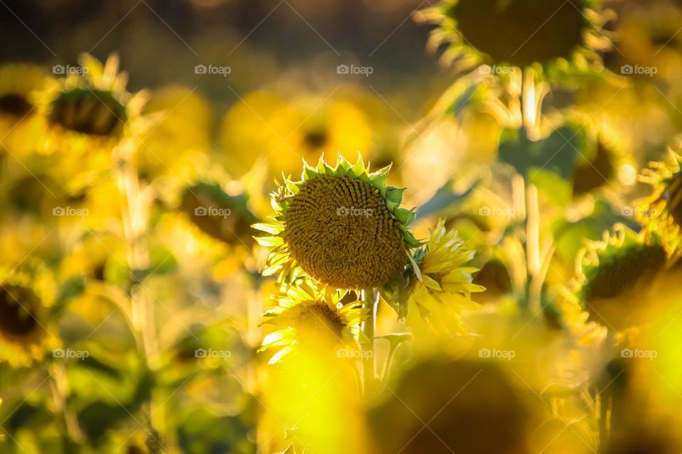 Gorgeous field of sunflowers