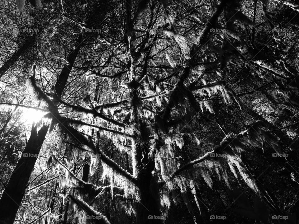 Tree, Wood, No Person, Nature, Landscape