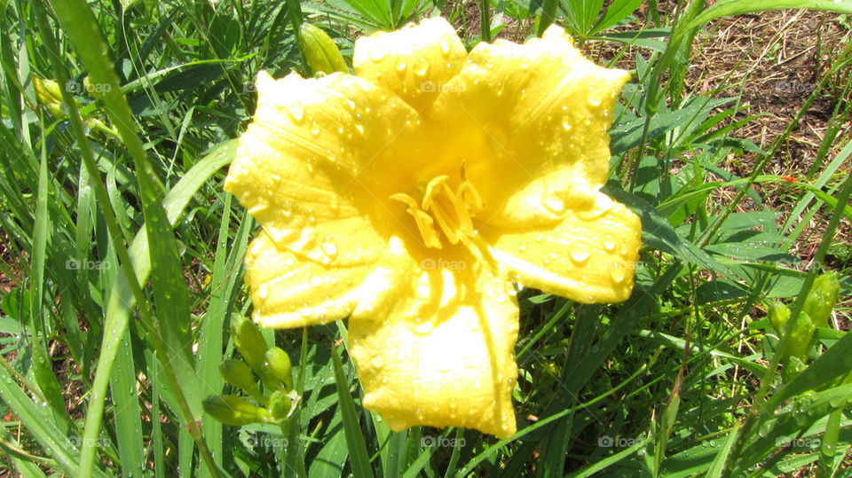 Yellow Lily