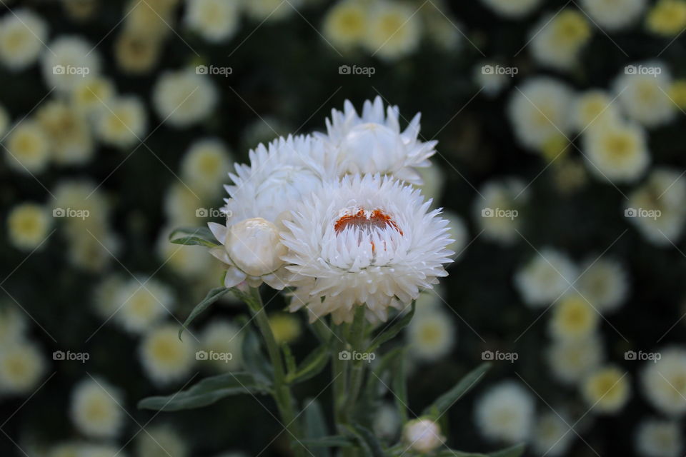 Community flower garden unique