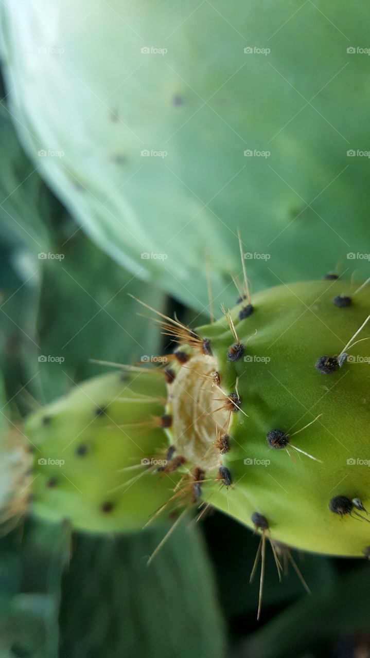 cactus fruits