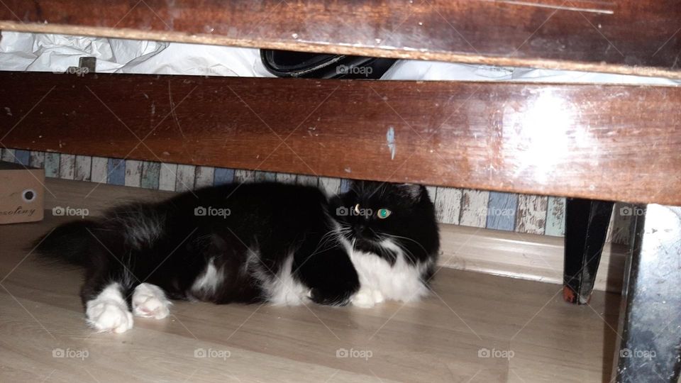 #cat#fluffy#hiding#