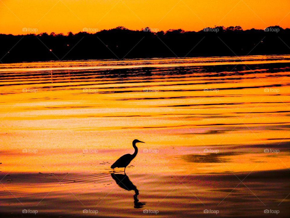 Silhouette of bird during sunset