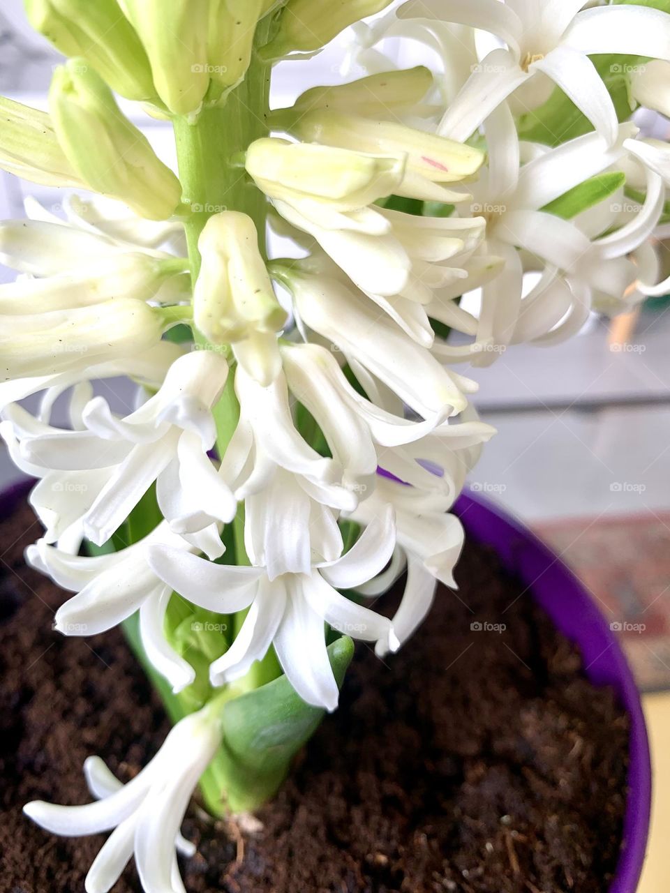 Hyacinth - spring flower