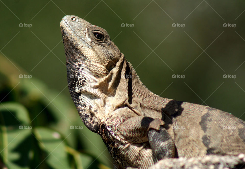 Native to Yucatan Peninsula Iguana