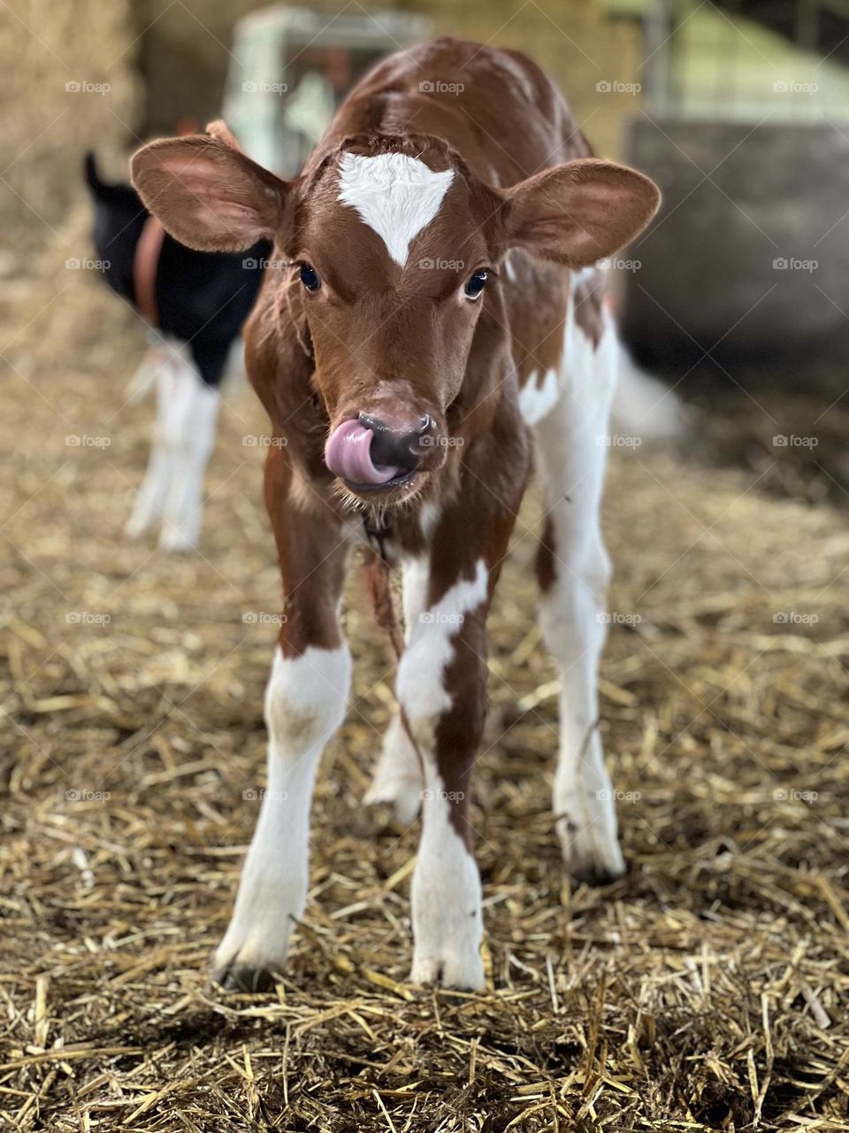 Calf