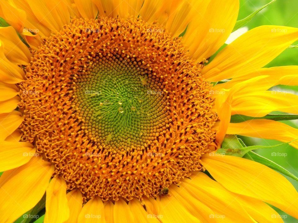 Close-up of a sunflower at maine