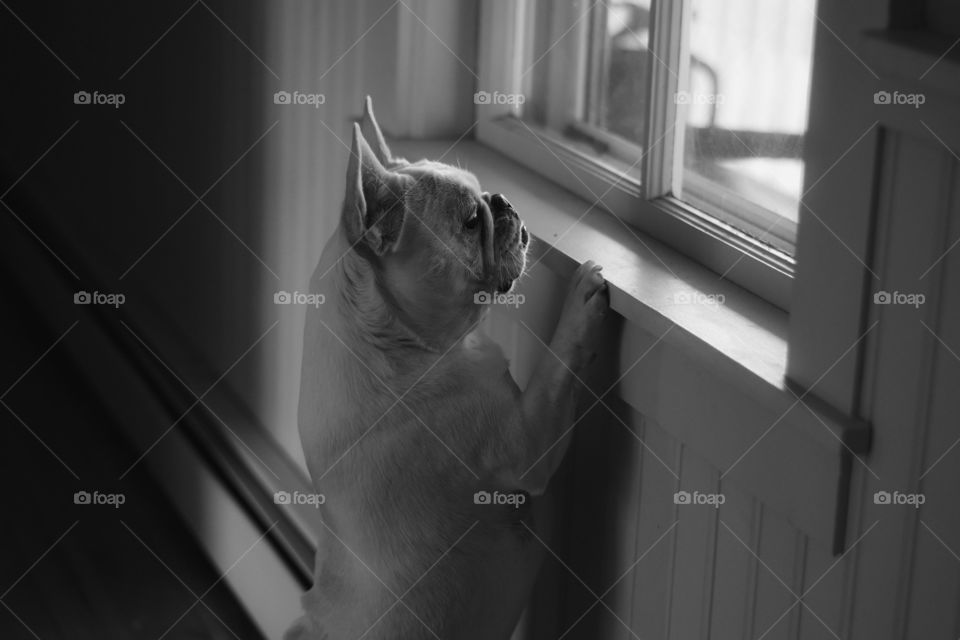 Oyster whenever there are people outside. She always want to observe them. She wants to play with every people she sees. Our baby princess is a sweet loving dog. 